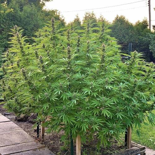 Purple Berry Kush - Image 4