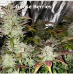 Gooseberry - Image 2