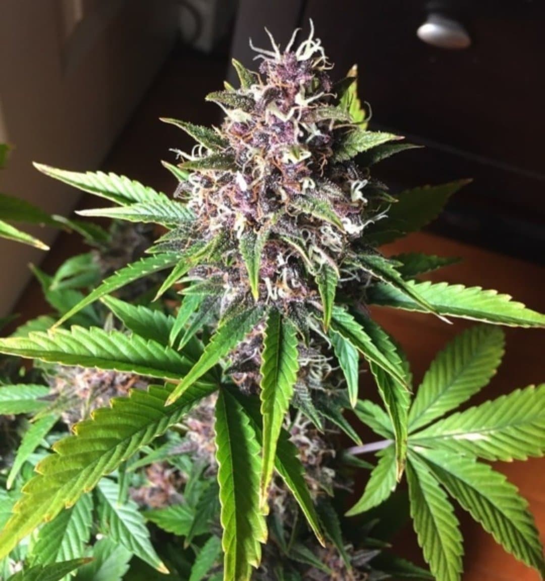 GG#4 x Zkittles Autoflower Fem - Image 2
