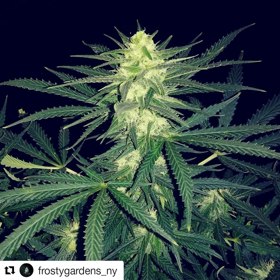 Super Skunk Feminized Photo - Image 2