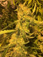 Lemon Glaze Glue - Image 2