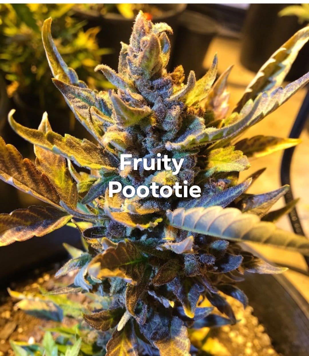 Auto - Fruity Petootie 3-pk - Image 2