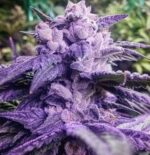 Blood Temple Kush Auto - Image 2