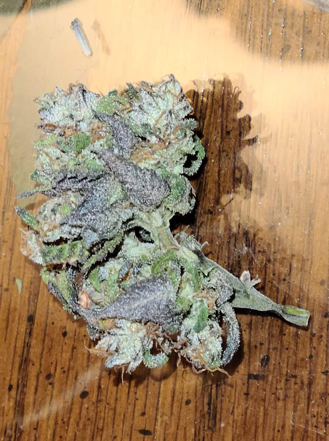 Frozen Alien (Xena x Burnie Mac) - Image 2