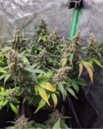 Blood Temple Gas Auto