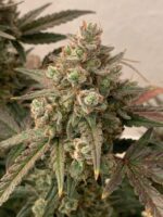 Product picture GG4 Tangie
