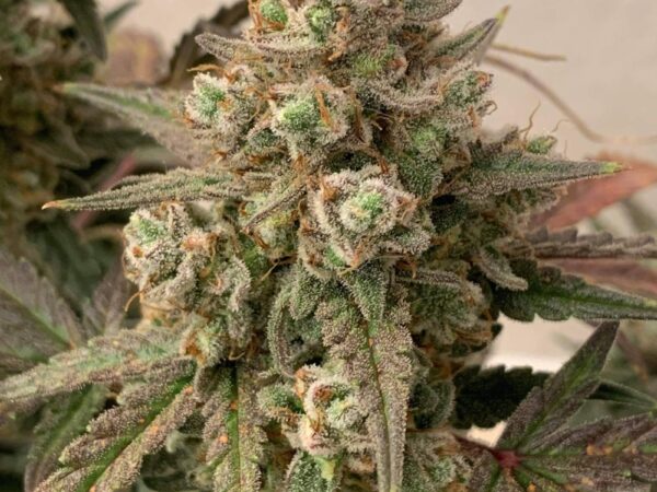 Product picture GG4 Tangie