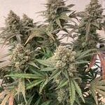 GG#4 x Tangie Feminized Autoflower - Image 2