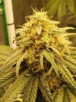 Fruity Fix Feminized Seeds - Image 5