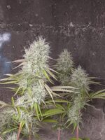 Fruity Fix Feminized Seeds - Image 2