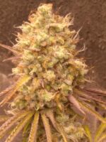 Fruity Fix Feminized Seeds - Image 3