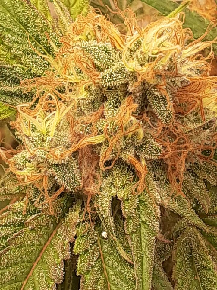 Cyber Citrus Feminized Photo - Image 2