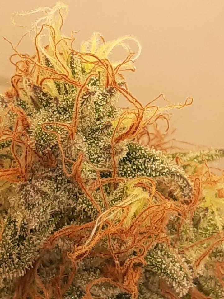 Cyber Citrus Feminized Photo - Image 3