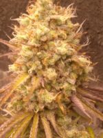Fruity Fix Feminized Seeds - Image 4