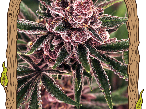 Tropical Fuel Feminized Seeds