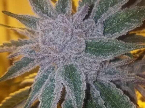 Straight Frost by Franken Seeds