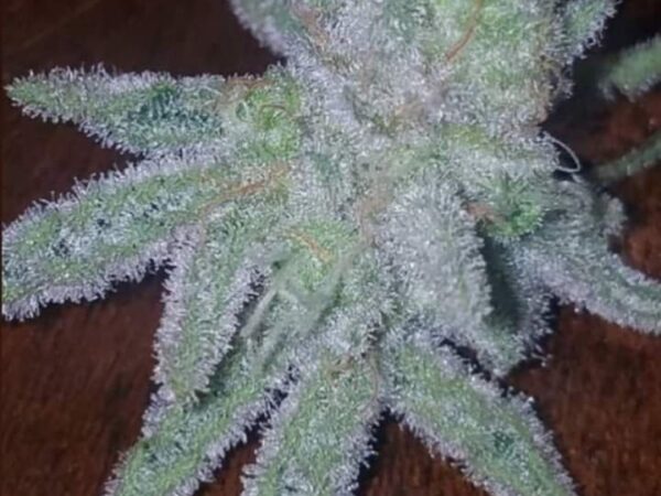 Straight Frost by Franken Seeds