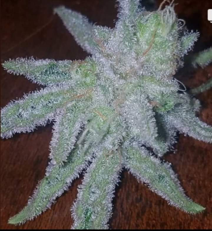 Straight Frost by Franken Seeds
