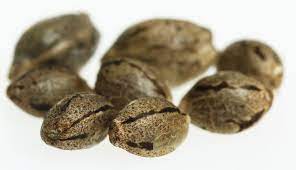 Feminized Seeds