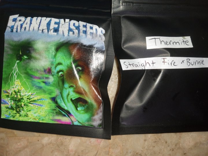 Straight Frost by Franken Seeds
