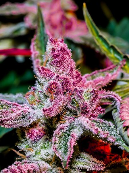 Pink Runtz