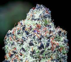 CANDYMAN S1 by CopyCat Genetics