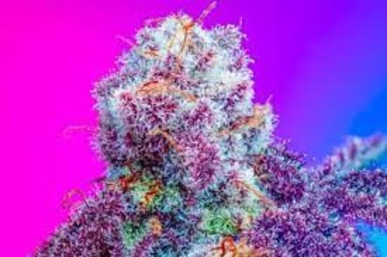 The Super Drip by Copycat Genetics