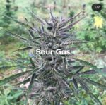 Sour Gas Auto