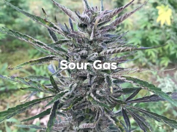 Sour Gas Auto