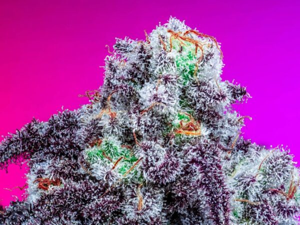 Dr. Thunder by Copycat Genetics