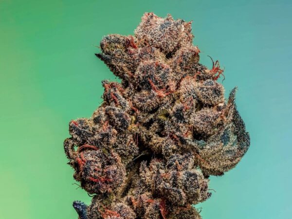 Pure Sleep S1 by Copycat Genetics