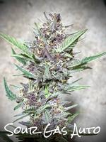 Sour Gas Auto