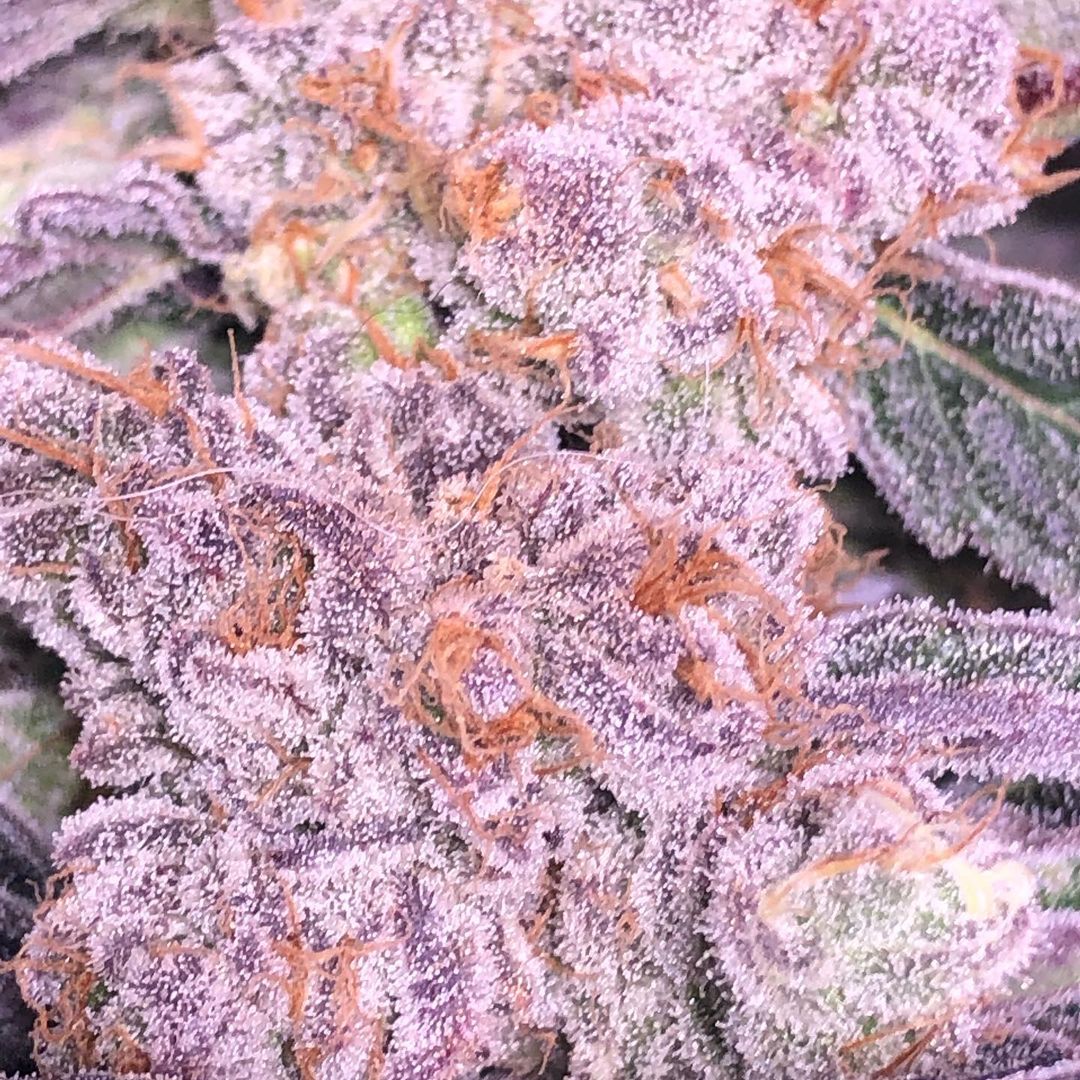 Franken Seeds Feminized Box Set 3 Varieties 12 Seeds Each (36 total) - Image 2