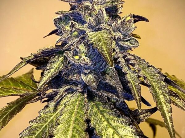 Vanta Black Auto