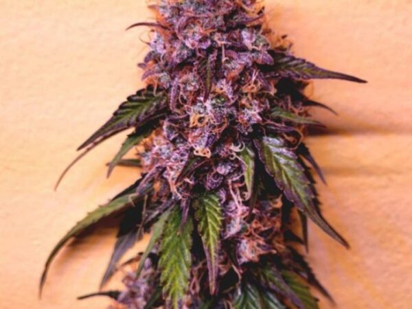 GMOreoz Auto