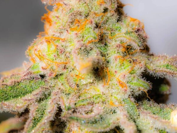 Super Sour S!
