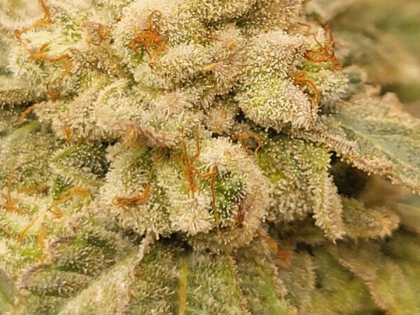 Dennis the Menace (Pressure x Loki Staff)