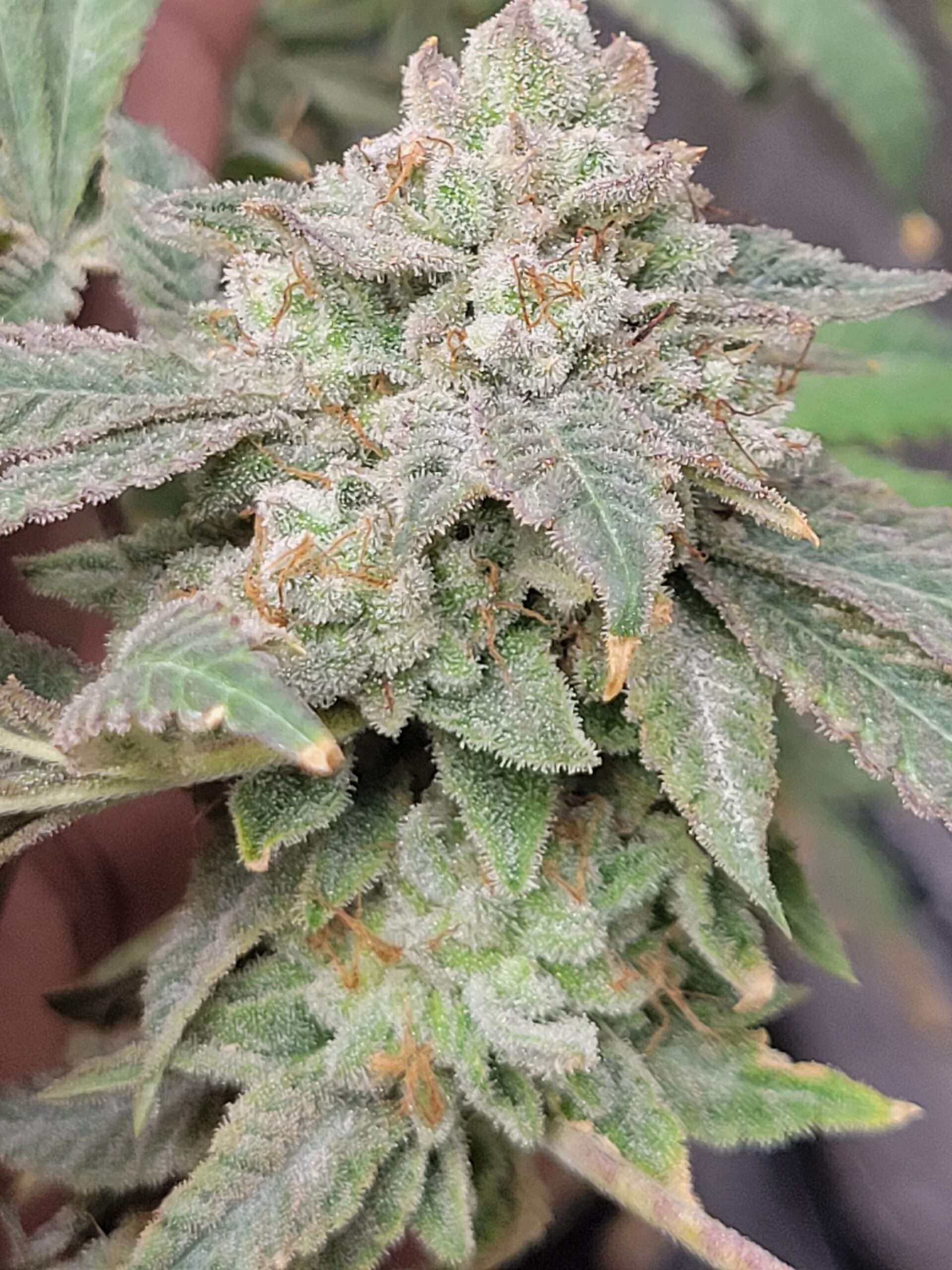Dennis the Menace (Pressure x Loki Staff)