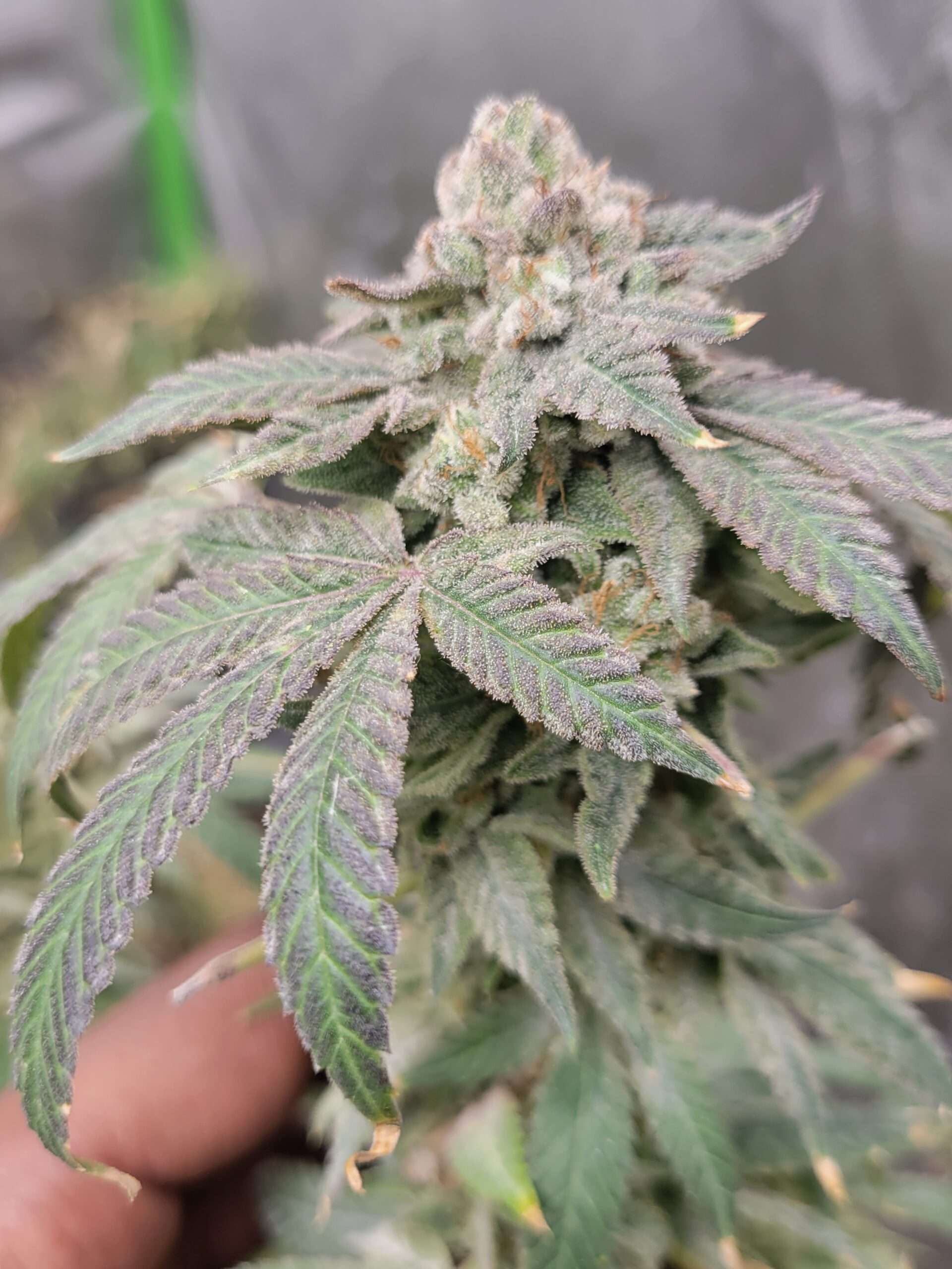 Dennis the Menace (Pressure x Loki Staff)