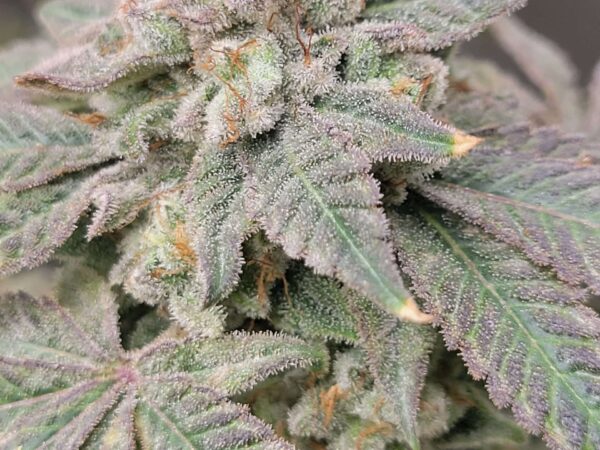 Dennis the Menace (Pressure x Loki Staff)
