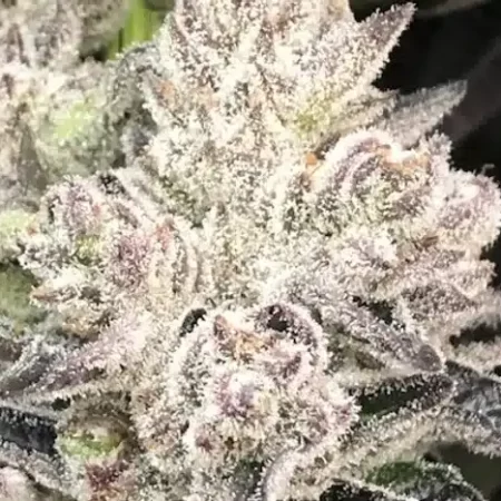 Grape Mountain Kush