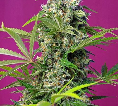 Super Lemon Haze Feminized Seeds