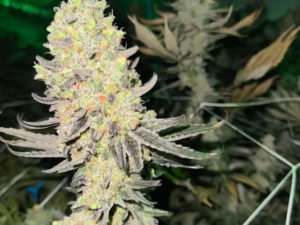 Cherry Garcia