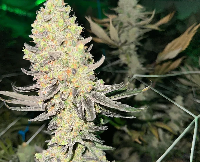 Cherry Garcia