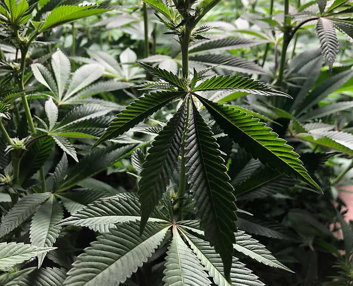 Skunk Fire Feminized-Photoperiod - Image 2