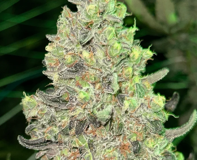 Cherry Garcia : Feminized Photoperiod - Image 4