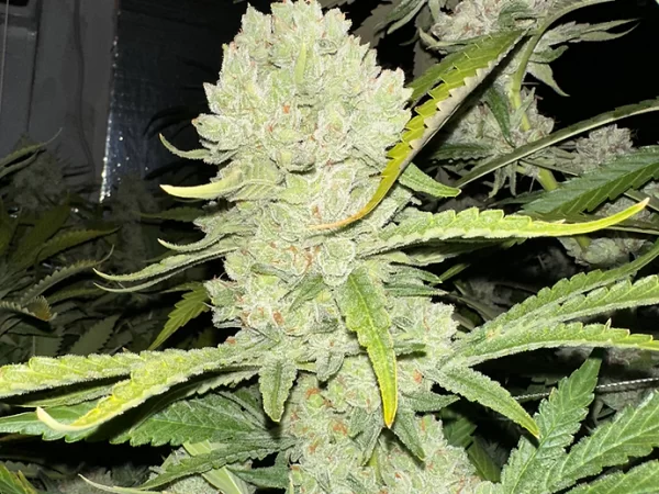 Cookie Tang Feminized Photoperiod