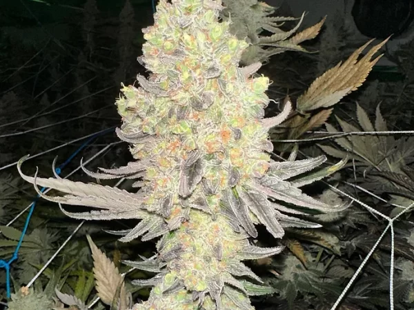 Cherry Garcia