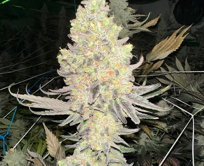 Cherry Garcia