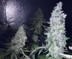 Frosty Garcia Feminized Photoperiod - Image 4
